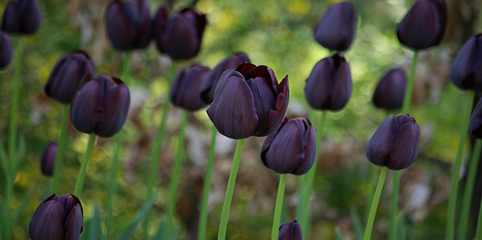 Epionine is made black tulip aka queen of the night.